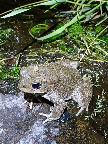Mauritanian Toad