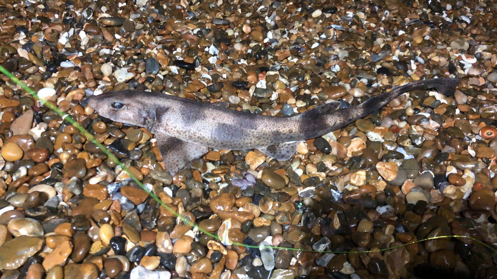 Smallspotted Catshark from Great Britain, Felixstowe, England, GB on
