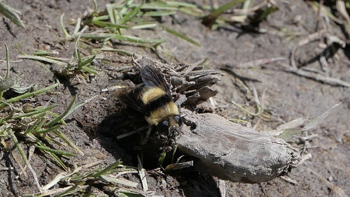 Unknown species found near 大蒂顿国家公园, Moran, WY, US
