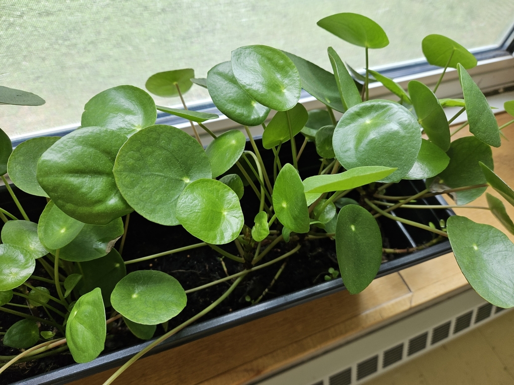Pilea peperomioides