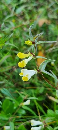 Common Cow-wheat