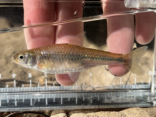 Miniellus multicorniculatus
