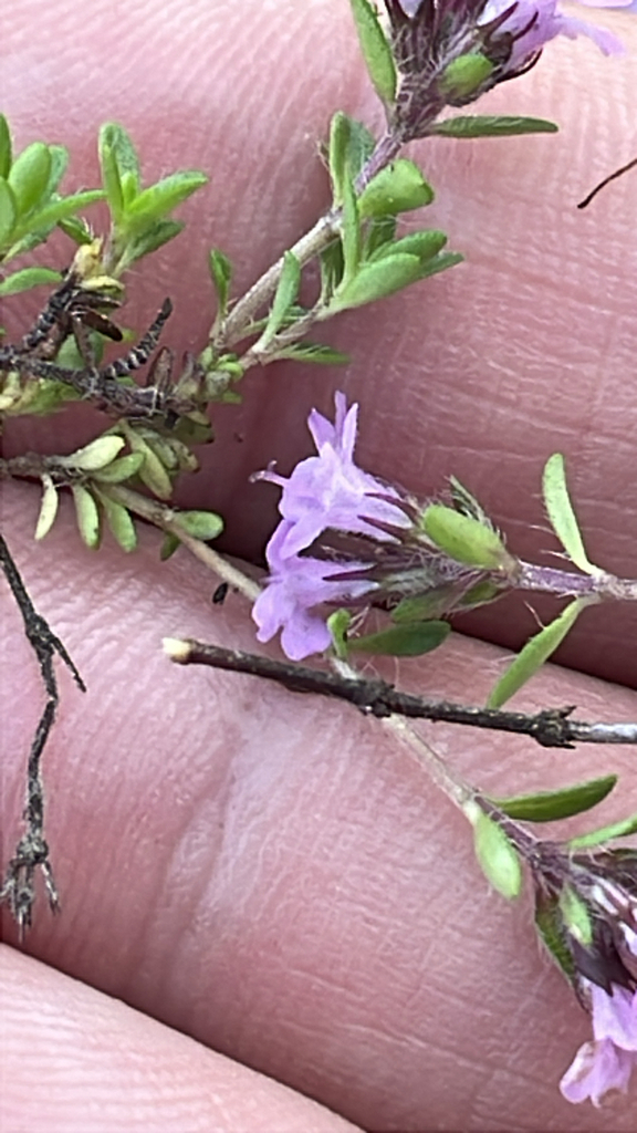Thymus serpyllum