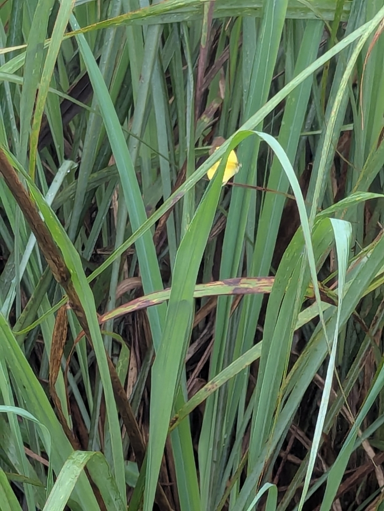 Cymbopogon