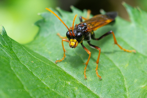 Tenthredo campestris nuotrauka