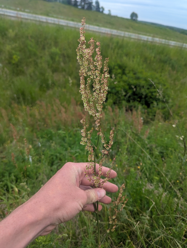Rumex acetosa