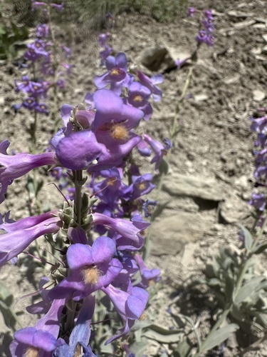 Penstemon pachyphyllus var. pachyphyllus