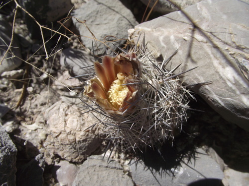 Echinomastus durangensis