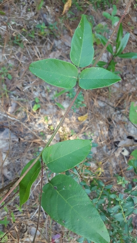 Fernald's ticktrefoil (Desmodium fernaldii)