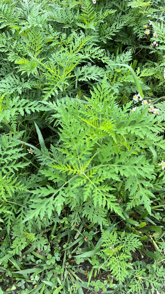 Ambrosia artemisiifolia