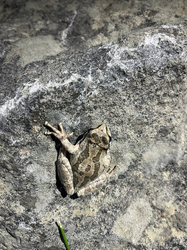 iNaturalist observation photo of Pacific chorus frog