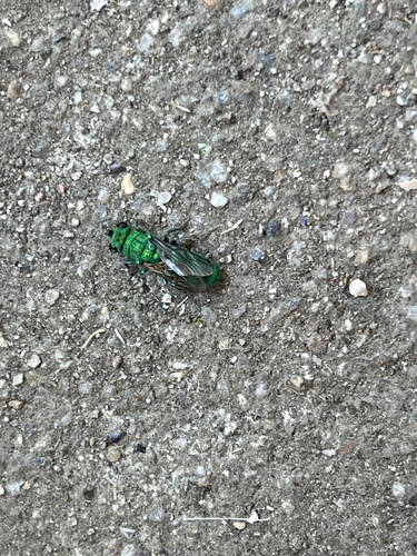 iNaturalist observation photo of Caenochrysis
