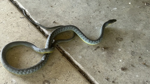 Common Tree Snake sighting