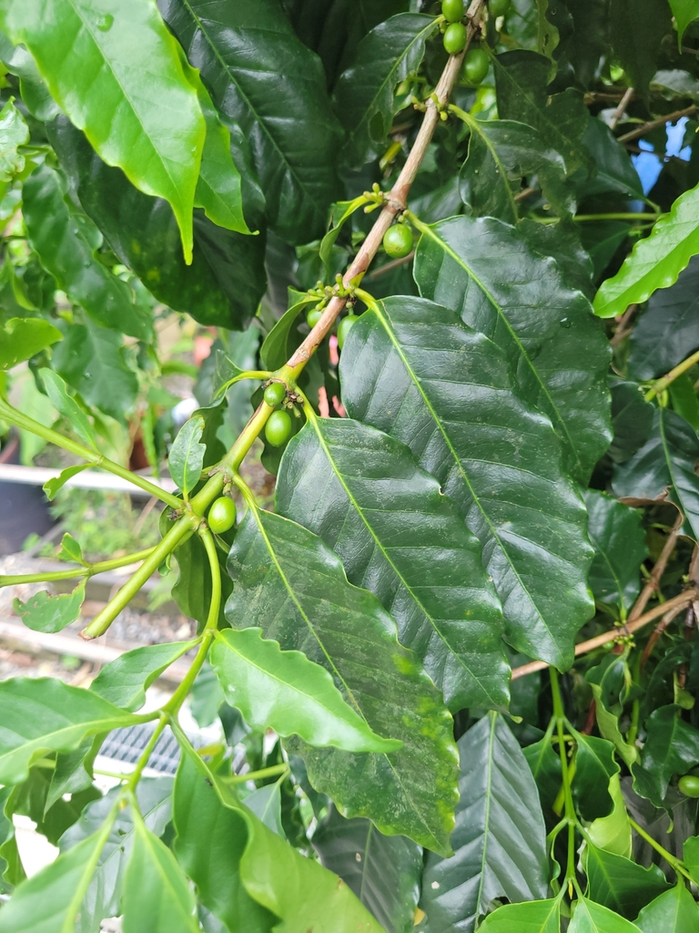 Coffea