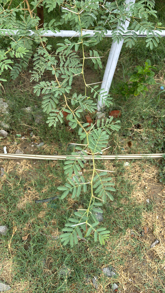 Fabaceae