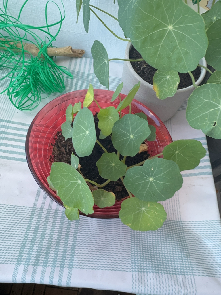 Tropaeolum