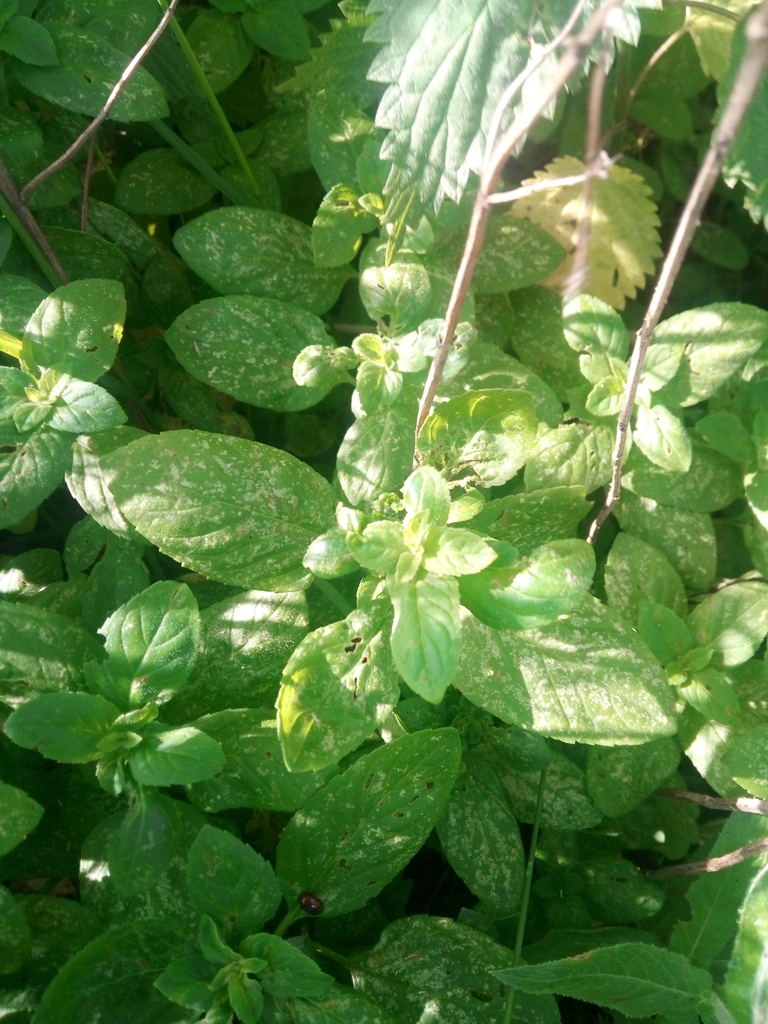 Mentha