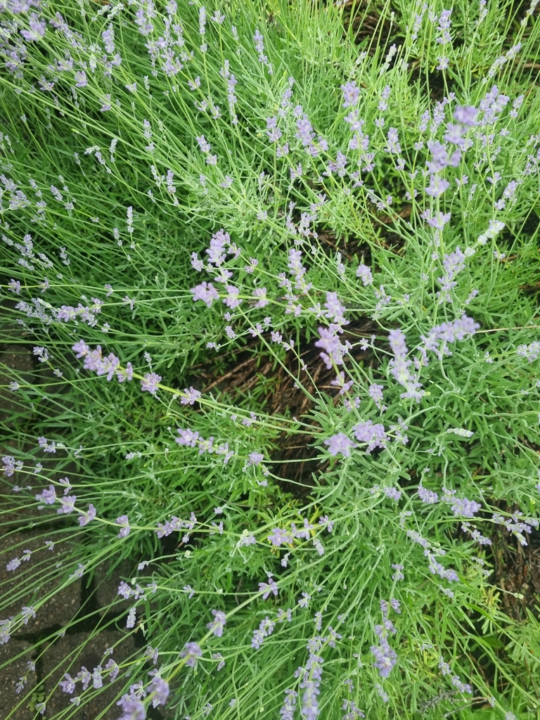 Lavandula