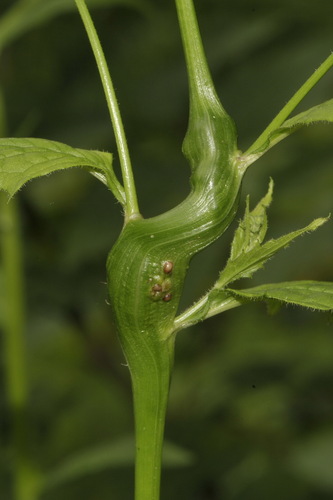 Timaspis lampsanae