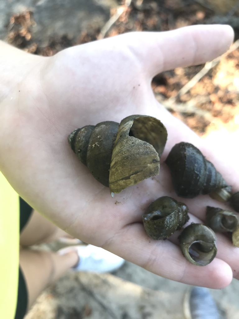 Chinese Mystery Snail from Lake Mercer, Princeton Junction, NJ, US on