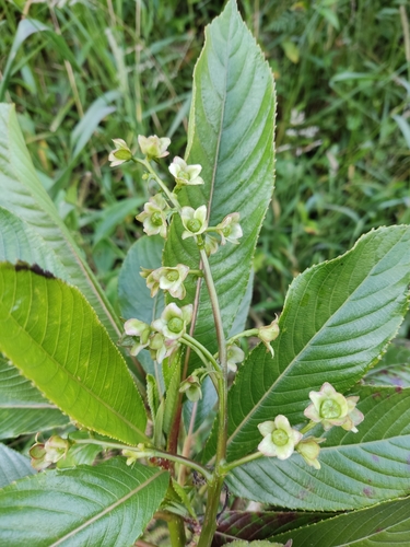 Saurauia aequatoriensis