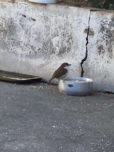 Great Antshrike