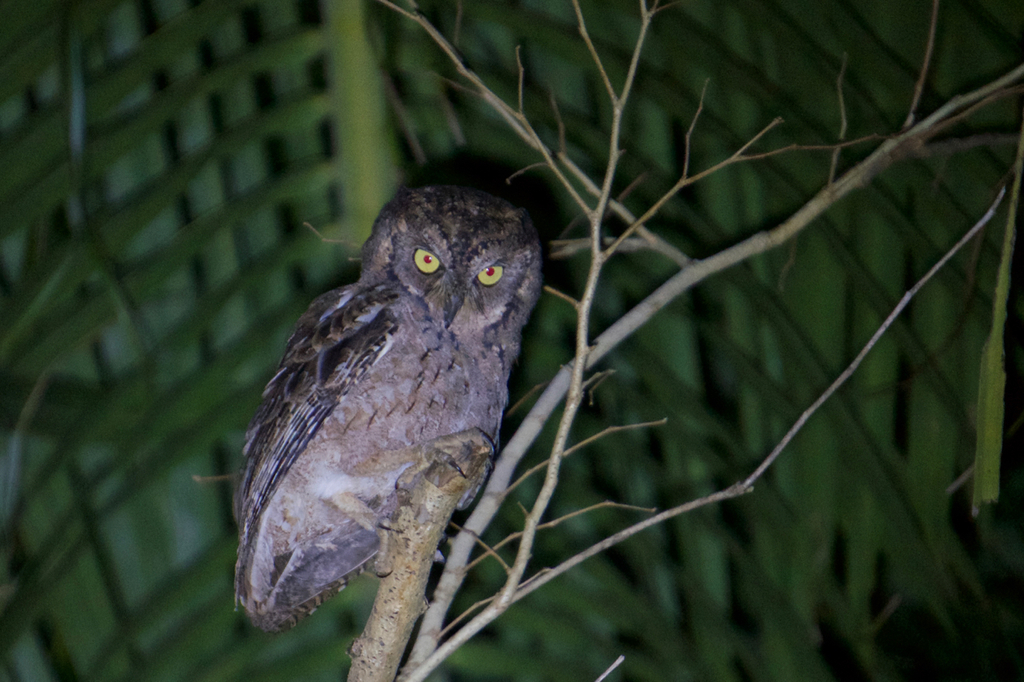 Mantanani Scops-Owl (Otus mantananensis) photo