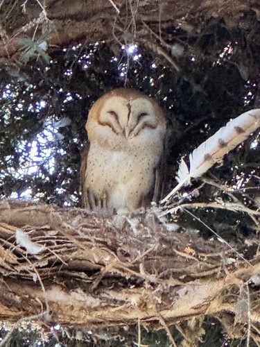 View observation of {o.common_name} on iNaturalist