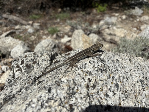 iNaturalist observation photo of Western Fence Lizard