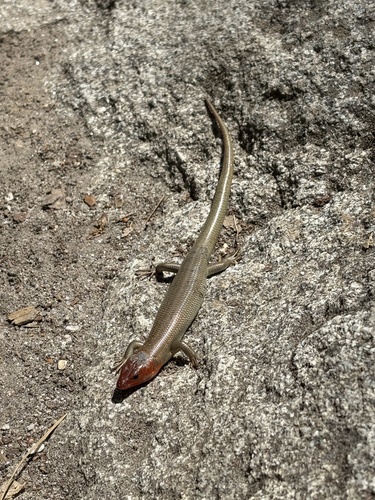 iNaturalist observation photo of Gilbert's Skink