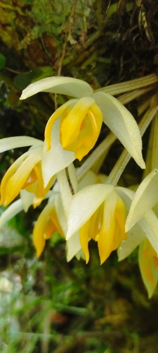 Sievekingia cristata
