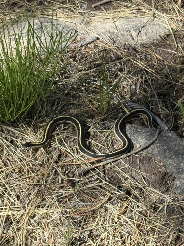 iNaturalist observation photo of Mountain Garter Snake