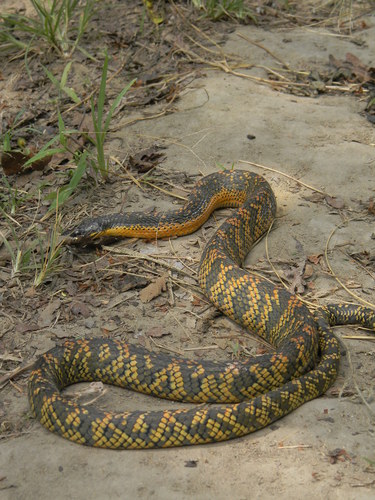 Puffing Snake