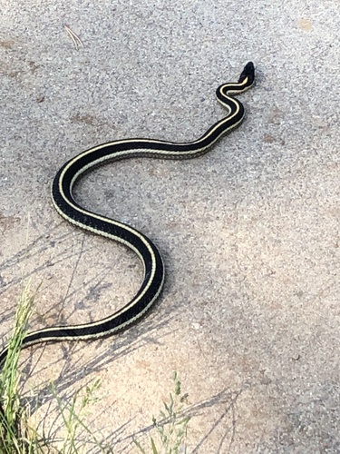 iNaturalist observation photo of Western Terrestrial Garter Snake