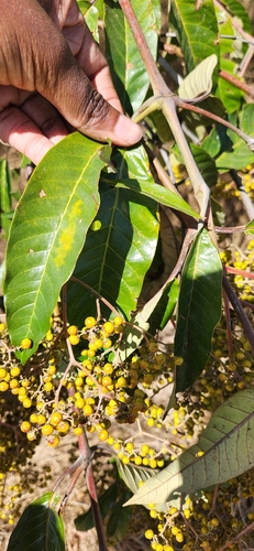 Mbura
