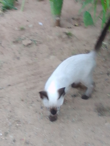 Domestic Cat