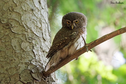 Glaucidium passerinum