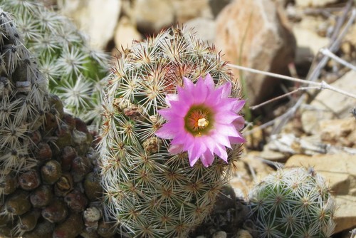 Escobaria chihuahuensis ssp. henricksonii