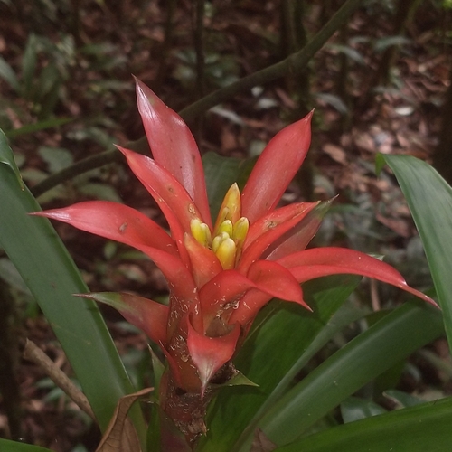 Scarlet-star