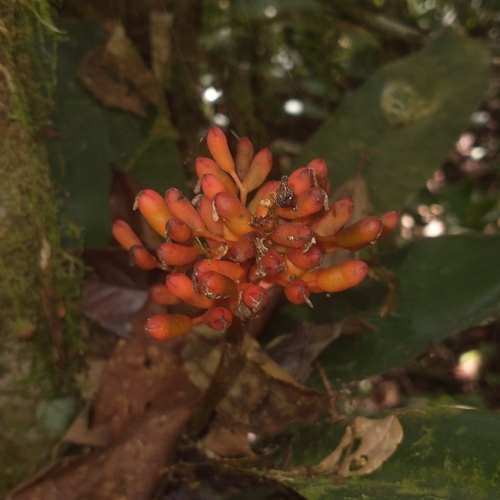 Aechmea miniata