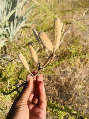 candlepod thorn