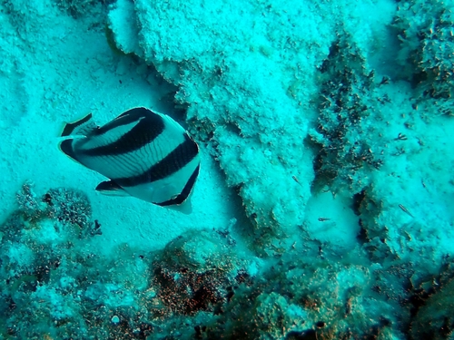 Chaetodon striatus
