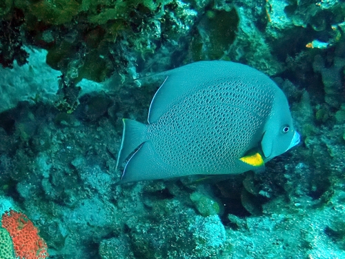 Pomacanthus arcuatus