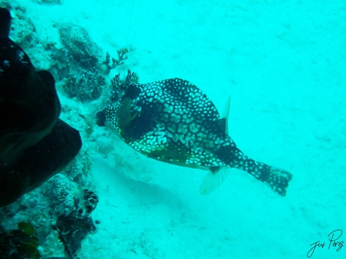 Lactophrys triqueter