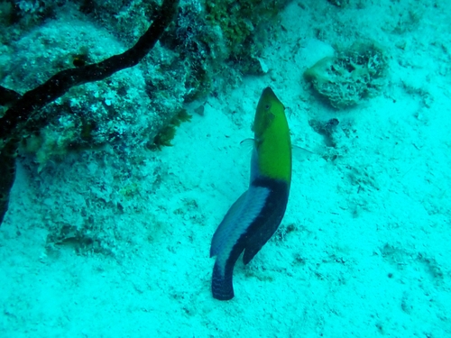 Halichoeres garnoti