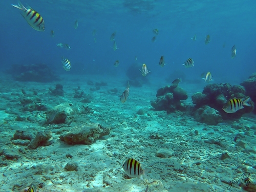 Abudefduf saxatilis