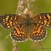 Phyciodes graphica graphica - Photo (c) Juan Carlos Garcia Morales, all rights reserved, uploaded by Juan Carlos Garcia Morales