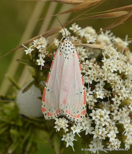Ornate Bella Moth