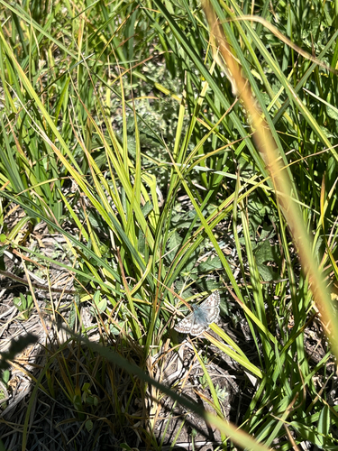 iNaturalist observation photo of Sierra Blue