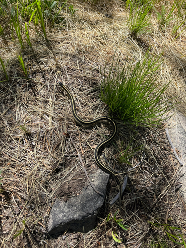 iNaturalist observation photo of Western Terrestrial Garter Snake